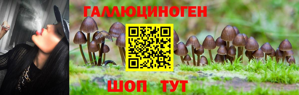 Галлюциногенные грибы Psilocybine cubensis Нерюнгри